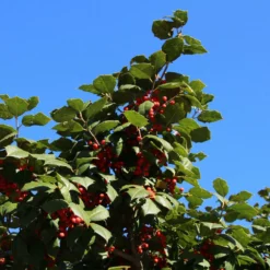 Fast Growing Trees Holly Trees American Holly