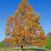 Fast Growing Trees Sawtooth Oak Tree 2 Fast Growing Trees Sawtooth Oak Tree