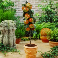 Fast Growing Trees Scarlet Sentinel Columnar Apple Tree