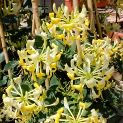 Fast Growing Trees 'Scentsation' Honeysuckle Vine
