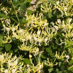 Fast Growing Trees 'Scentsation' Honeysuckle Vine