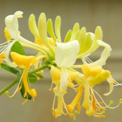 Fast Growing Trees 'Scentsation' Honeysuckle Vine