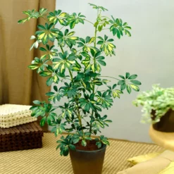 Fast Growing Trees Dwarf Umbrella Tree