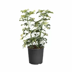 Fast Growing Trees Variegated Dwarf Umbrella Tree - Schefflera Trinette See All House & Patio
