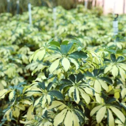 Fast Growing Trees Variegated Dwarf Umbrella Tree - Schefflera Trinette See All House & Patio