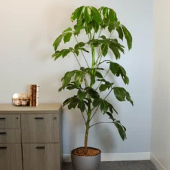 Fast Growing Trees Carefree House Plants Umbrella Tree 15 Fast Growing Trees Carefree House Plants Umbrella Tree