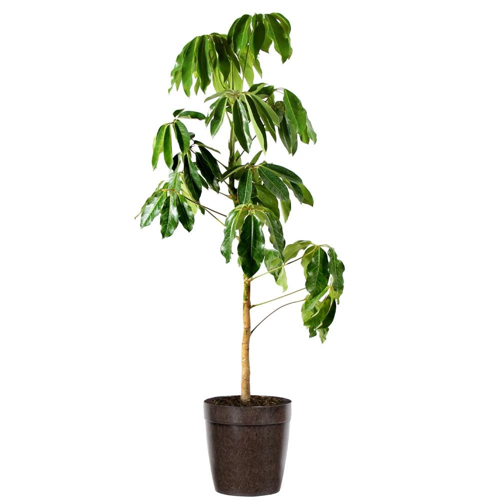 Fast Growing Trees Carefree House Plants Umbrella Tree 8 Fast Growing Trees Carefree House Plants Umbrella Tree