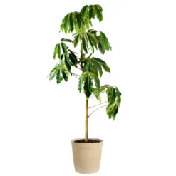 Fast Growing Trees Carefree House Plants Umbrella Tree 17 Fast Growing Trees Carefree House Plants Umbrella Tree