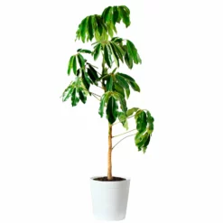 Fast Growing Trees Carefree House Plants Umbrella Tree 19 Fast Growing Trees Carefree House Plants Umbrella Tree