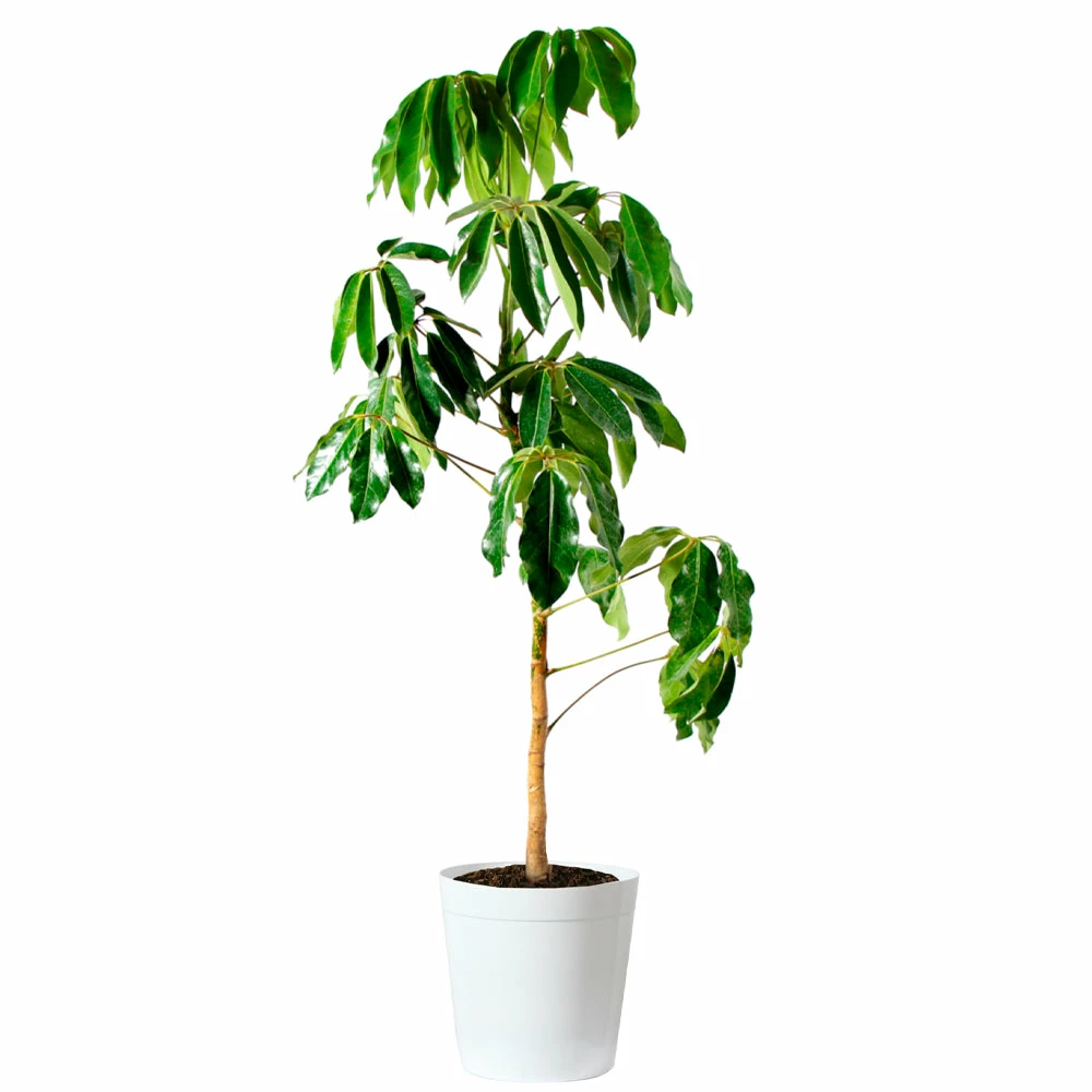 Fast Growing Trees Carefree House Plants Umbrella Tree 11 Fast Growing Trees Carefree House Plants Umbrella Tree
