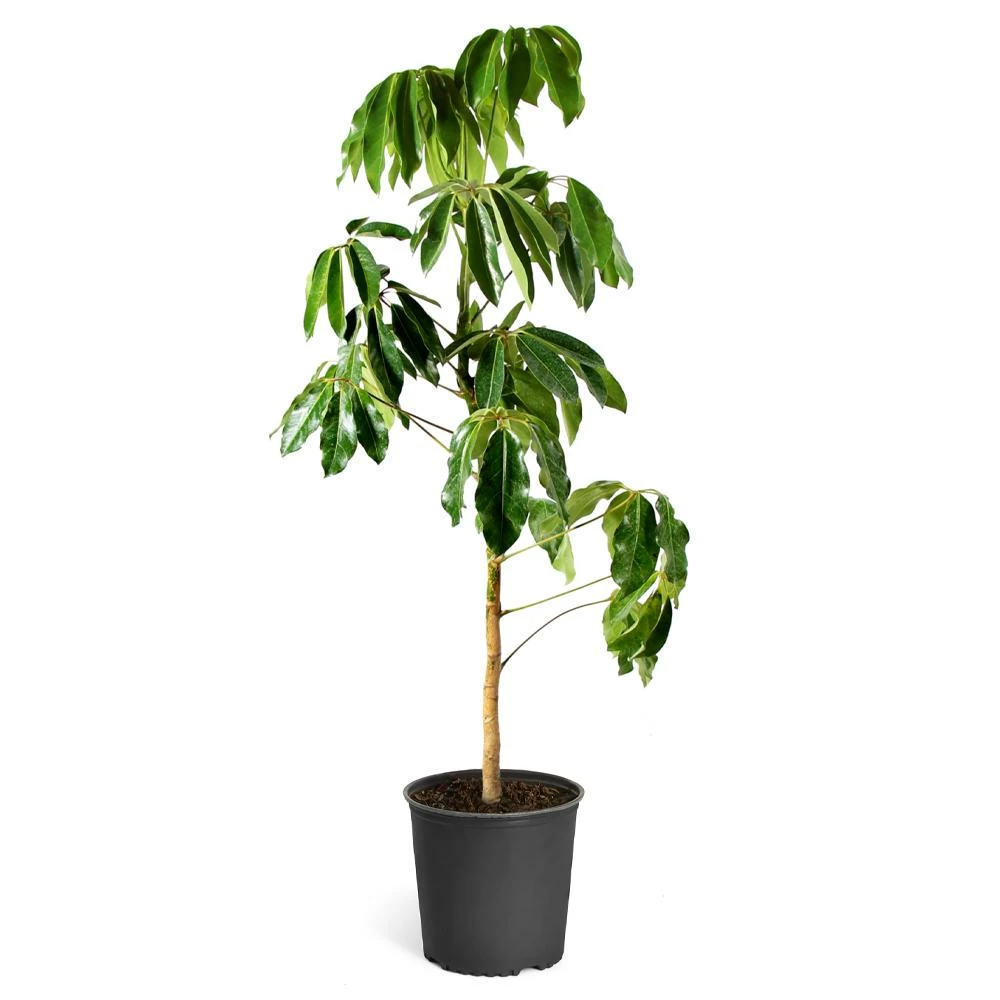 Fast Growing Trees Carefree House Plants Umbrella Tree 10 Fast Growing Trees Carefree House Plants Umbrella Tree