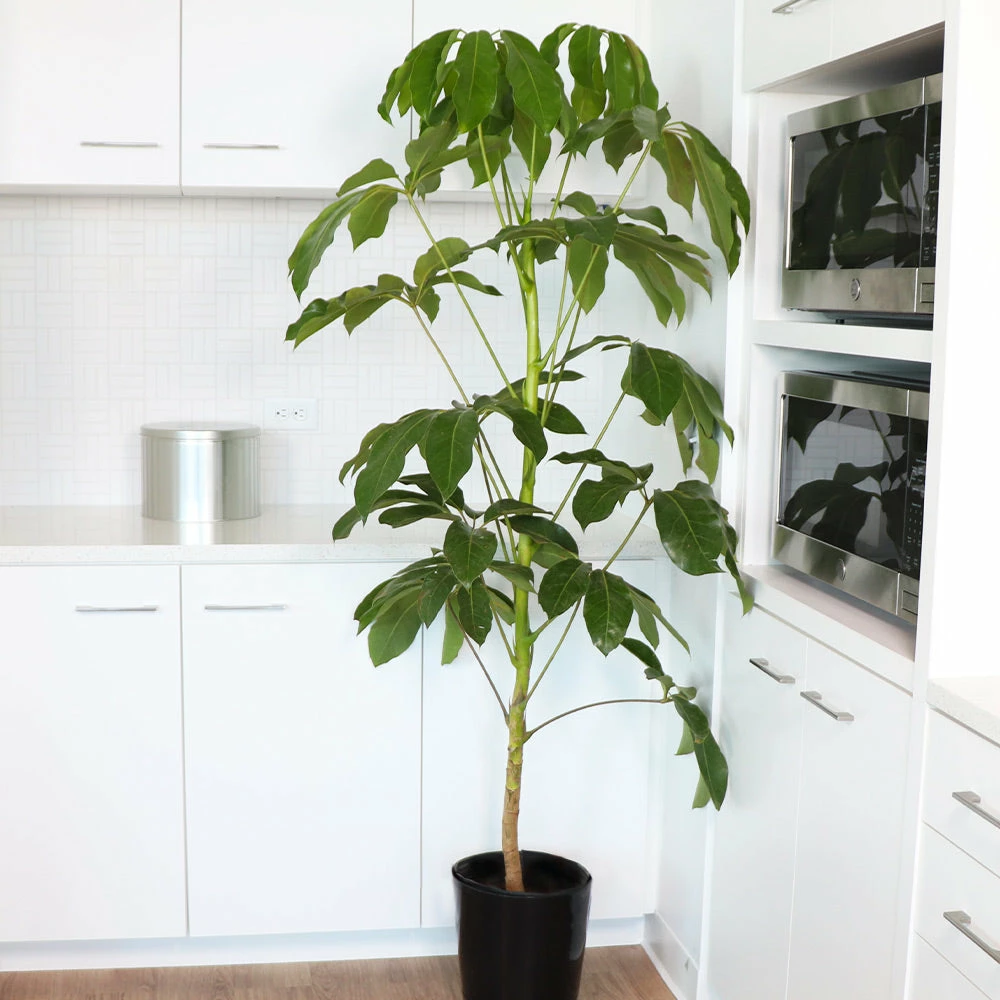 Fast Growing Trees Carefree House Plants Umbrella Tree 6 Fast Growing Trees Carefree House Plants Umbrella Tree