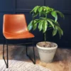 Fast Growing Trees Carefree House Plants Umbrella Tree