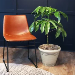 Fast Growing Trees Carefree House Plants Umbrella Tree