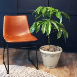 Fast Growing Trees Carefree House Plants Umbrella Tree