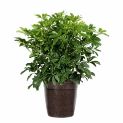 Fast Growing Trees Dwarf Umbrella Tree