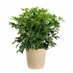 Fast Growing Trees Dwarf Umbrella Tree