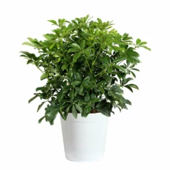 Fast Growing Trees Dwarf Umbrella Tree