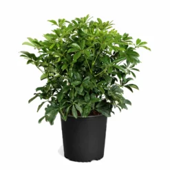 Fast Growing Trees Dwarf Umbrella Tree