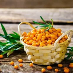 Fast Growing Trees Sea Buckthorn Most Cold Hardy