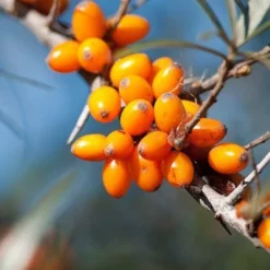 Fast Growing Trees Sea Buckthorn Most Cold Hardy