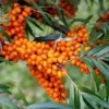 Fast Growing Trees Sea Buckthorn Most Cold Hardy