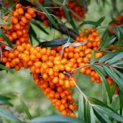 Fast Growing Trees Sea Buckthorn Most Cold Hardy