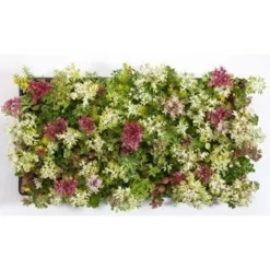 Fast Growing Trees See All Shrubs & Hedges Sedum Tile® - Color Splash