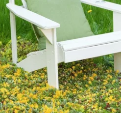 Fast Growing Trees See All Shrubs & Hedges Sedum Tile® - Color Splash 9 Fast Growing Trees See All Shrubs & Hedges Sedum Tile® - Color Splash