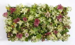 Fast Growing Trees See All Shrubs & Hedges Sedum Tile® - Color Splash