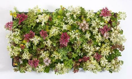 Fast Growing Trees See All Shrubs & Hedges Sedum Tile® - Color Splash 4 Fast Growing Trees See All Shrubs & Hedges Sedum Tile® - Color Splash
