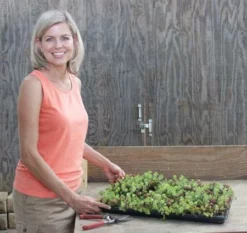 Fast Growing Trees See All Shrubs & Hedges Sedum Tile® - Color Splash 8 Fast Growing Trees See All Shrubs & Hedges Sedum Tile® - Color Splash