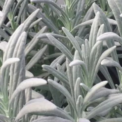 Fast Growing Trees See All Shrubs & Hedges Sensational™ Lavender Plant