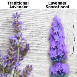 Fast Growing Trees See All Shrubs & Hedges Sensational™ Lavender Plant
