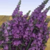Fast Growing Trees See All Shrubs & Hedges Sensational™ Lavender Plant
