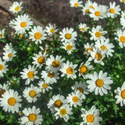 Fast Growing Trees See All Shrubs & Hedges Becky Shasta Daisy 9 Fast Growing Trees See All Shrubs & Hedges Becky Shasta Daisy