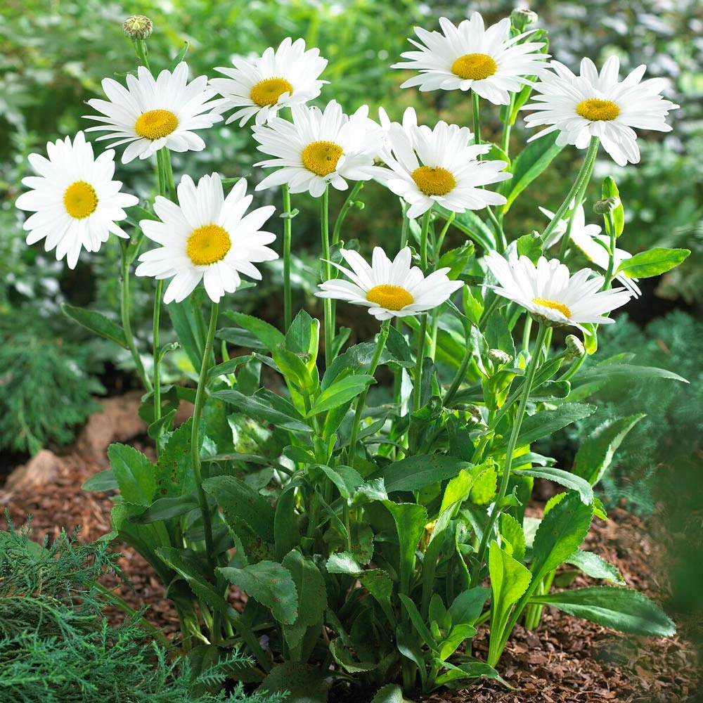Fast Growing Trees See All Shrubs & Hedges Becky Shasta Daisy 4 Fast Growing Trees See All Shrubs & Hedges Becky Shasta Daisy
