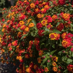 Fast Growing Trees Deer Resistant Plants Shazam Lantana