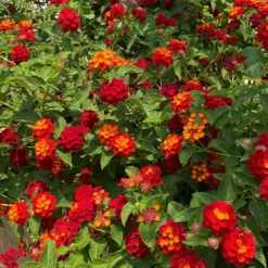 Fast Growing Trees Deer Resistant Plants Shazam Lantana