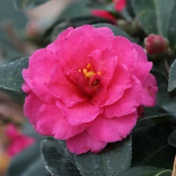 Fast Growing Trees Camellia 'Shi-Shi Gashira' Shrub Camellia Shrubs