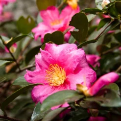 Fast Growing Trees Camellia 'Shi-Shi Gashira' Shrub Camellia Shrubs