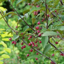 Fast Growing Trees Show Time™ Crabapple Tree 9 Fast Growing Trees Show Time™ Crabapple Tree