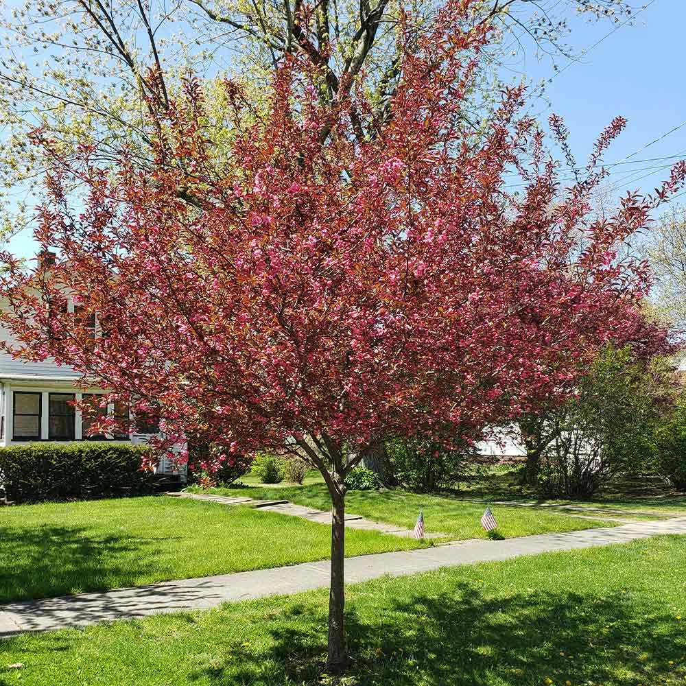 Fast Growing Trees Show Time™ Crabapple Tree 6 Fast Growing Trees Show Time™ Crabapple Tree