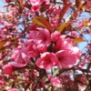 Fast Growing Trees Show Time™ Crabapple Tree