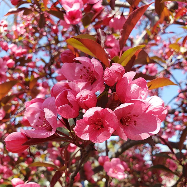 Fast Growing Trees Show Time™ Crabapple Tree 3 Fast Growing Trees Show Time™ Crabapple Tree