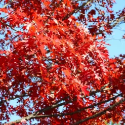 Fast Growing Trees Oak Trees Shumard Oak Tree
