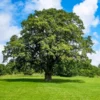 Fast Growing Trees Oak Trees Shumard Oak Tree 1 Fast Growing Trees Oak Trees Shumard Oak Tree