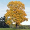 Fast Growing Trees Silver Maple Tree 2 Fast Growing Trees Silver Maple Tree