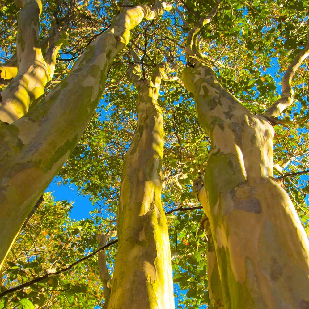 Fast Growing Trees Sioux Crape Myrtle Crape Myrtles 7 Fast Growing Trees Sioux Crape Myrtle Crape Myrtles