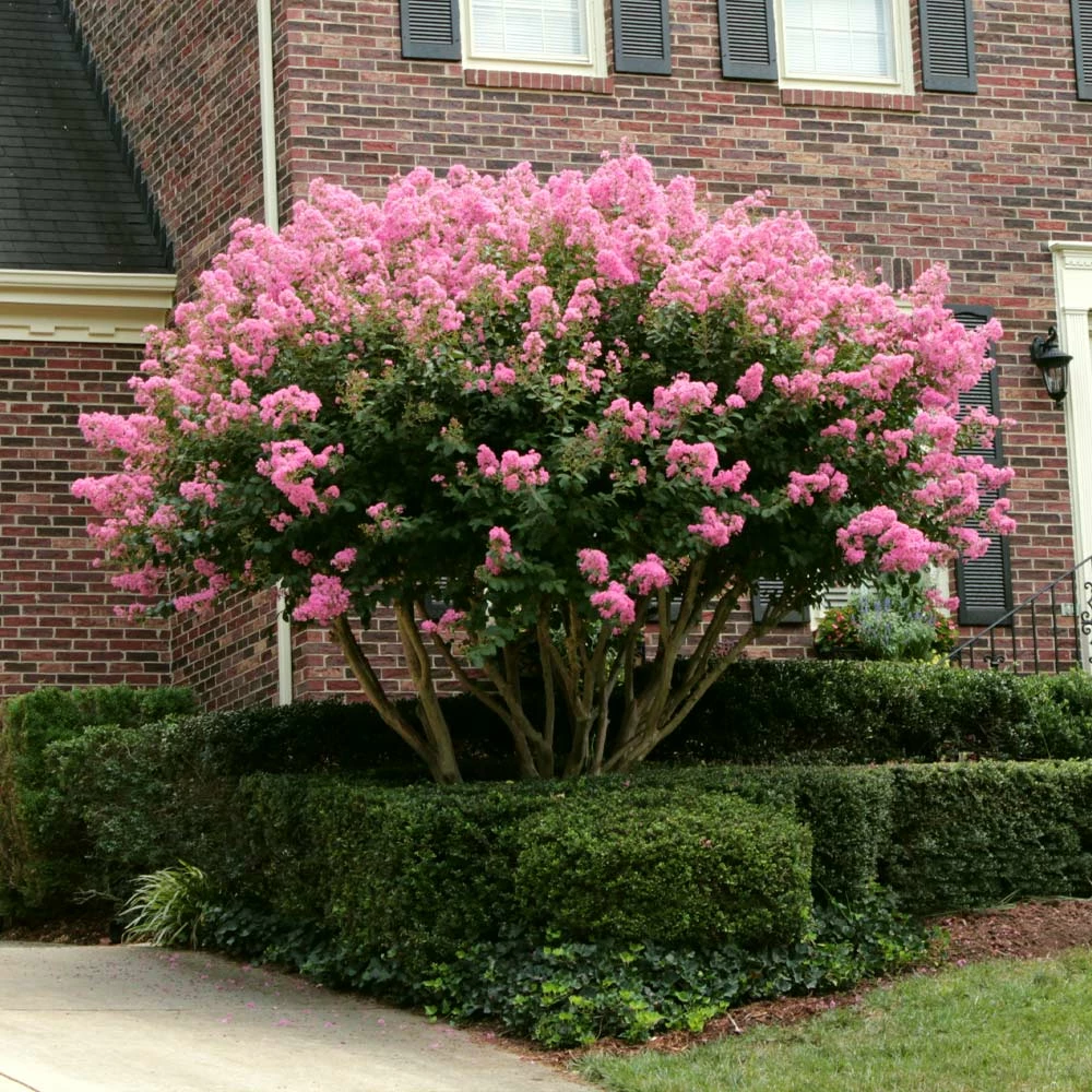 Fast Growing Trees Sioux Crape Myrtle Crape Myrtles 6 Fast Growing Trees Sioux Crape Myrtle Crape Myrtles